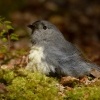 Lejscik dlouhonohy jizni - Petroica australis - South Island Robin - toutouwai 6631